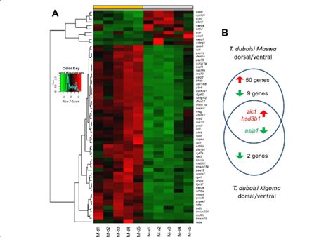 Differential gene expression. a Heatmap showing differential gene ...