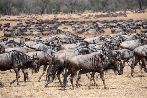 10 DAY Serengeti Wildebeest Migration Safari From Arusha