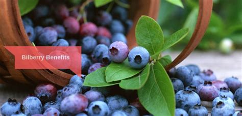 Bilberry Benefits & Side Effects: For Eyes, Heart & More