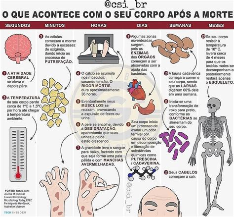 O Que Acontece Nosso Corpo Ap S A Morte