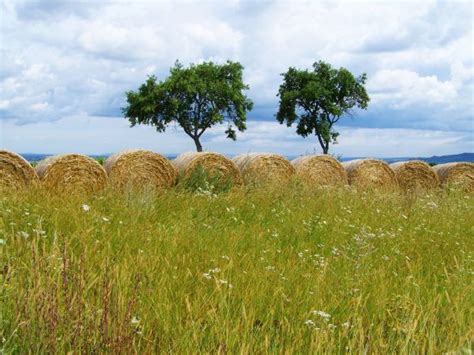 Free Images Landscape Tree Grass Marsh Wilderness Field Meadow