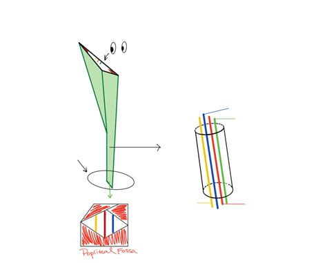 Lab Adductor Hiatus And Subsartorial Adductor Canal Diagram Quizlet