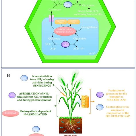 Cellular Localization Of The Gs Gogat Cycle And Main Roles Of Gs And