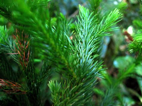 Dacrydium Podocarpaceae Image At Phytoimages Siu Edu