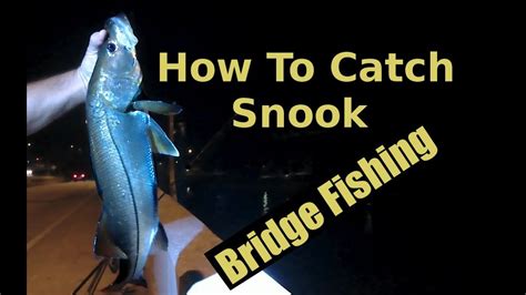 Night Bridge Fishing With Shrimp Catching Snook On Jigs Youtube