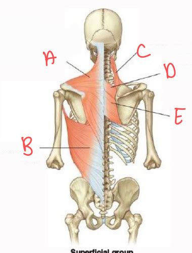 Dorsal Scapula Region Spinal Cord and Spinal Nerve Flashcards | Quizlet