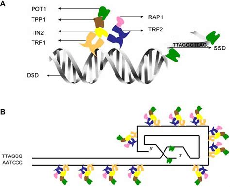 Shelterin Complexes A Trf1 And Trf 2 Binds Double Stranded Telomeric