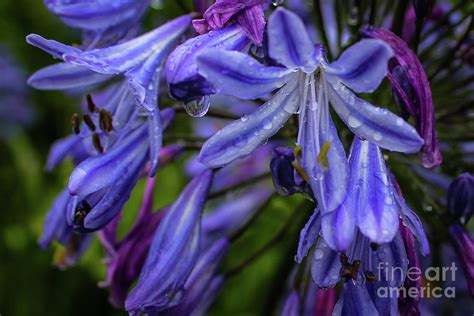 Flowers In The Rain Photograph By Ian Walls Pixels