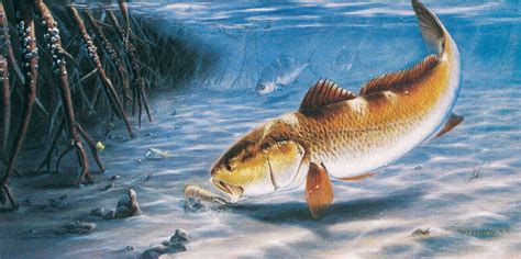 Fishing Wallpapers on WallpaperDog