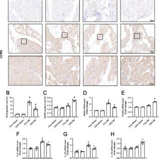 Effect Of Usp Cardiac Specific Knockout On Atrial Inflammation After