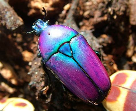 beautiful bugs   planet featured creature