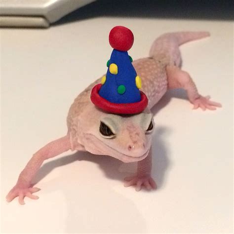 Cute Gecko With Party Hat Reptile Lover S Delight