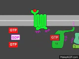 G-protein coupled receptor kinetics on Make a GIF