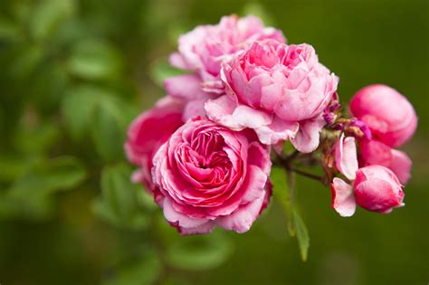 How To Successfully Plant Peonies In The Home Garden