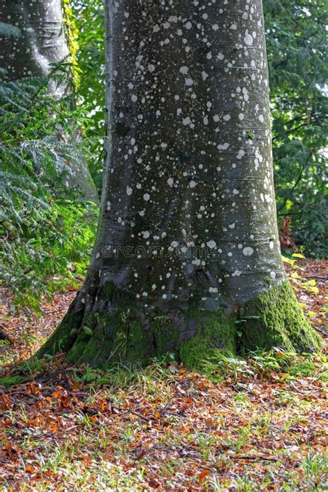 Tronc D Un Arbre Avec Le Lichen Sur L Corce Photo Stock Image Du