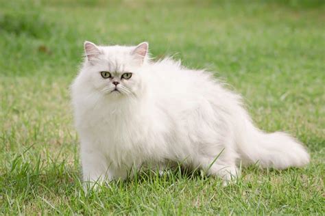 White Persian Cat: Info, Genetics, Traits & FAQs (With Pictures)