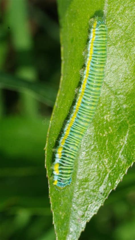 Cabbage moth caterpillar stock image. Image of village - 184150405