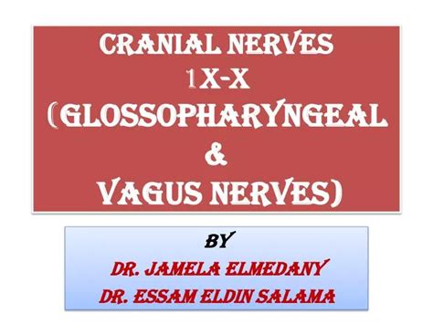 Ppt Cranial Nerves 1 X X Glossopharyngeal Vagus Nerves Hot Sex Picture