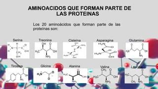 Amino Cidos Morfo Er Semestre Tkmm Pptx Descarga Gratuita