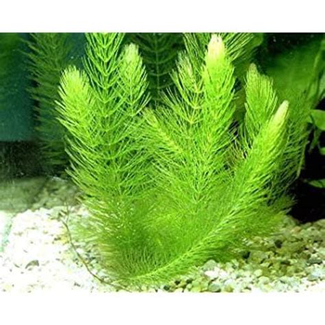 Beginner Live Aquarium Plant Hornwort Coontail Bunch 2 3 Etsy