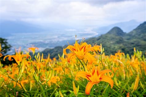 Hermosa Granja De Flores De Azucenas Naranja En Sixty Rock Mountain