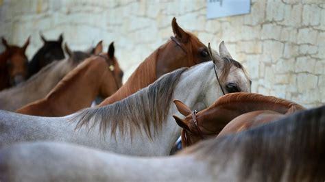 Encefalitis Equina del Oeste en Argentina cuál es el riesgo para los