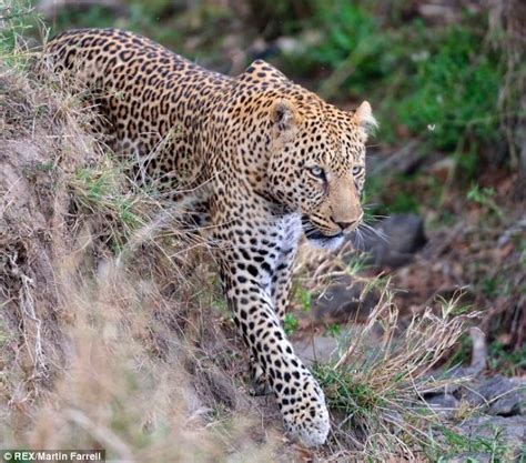 Wildlife Photos The Hungry Leopard