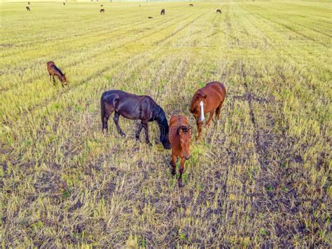 Los Caballos Pastoreando Pasto En Un Caballo De Granja Doméstico Son