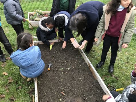 Installation de notre potager Sartrouville Cours Charles Péguy