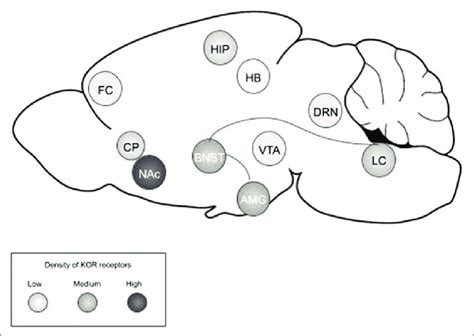 Kappa Receptor Kor Function In Neurocircuits Of Addiction This