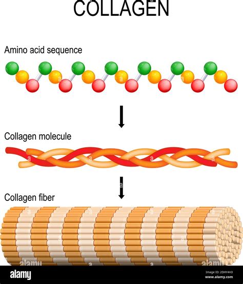 Collagen Fiber Molecule And Amino Acid Sequence Molecular