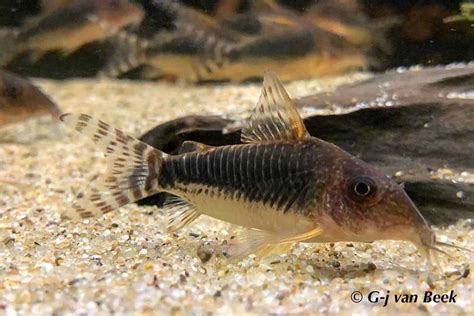 Corydoras sp. CW057 - AquaInfo