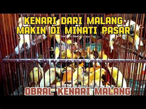 Harga Kenari Hari Ini Kenari Paud Kenari Gacoran Grosir Kenari