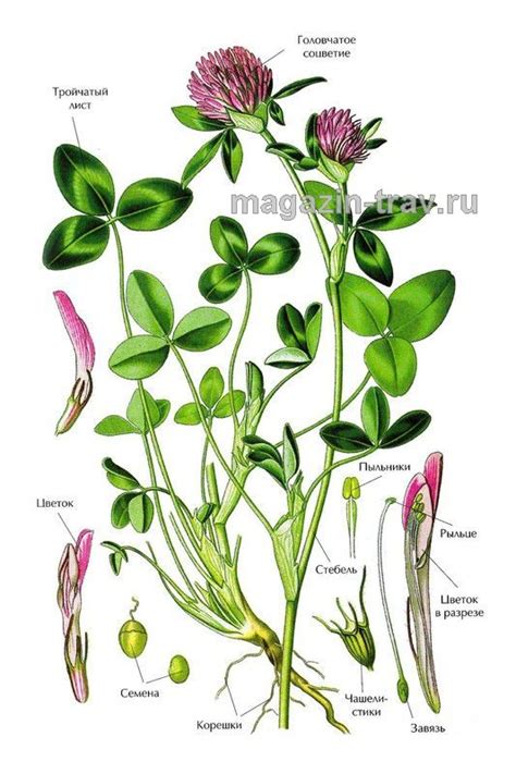 Магазин трав | КЛЕВЕР ЛУГОВОЙ (Trifolium pratense)