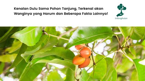 pohon tanjung peneduh panas pemilik keharuman  khas