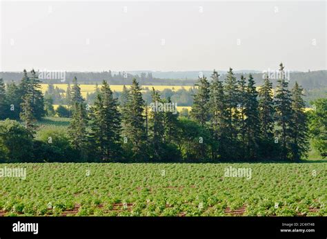 View Of Fields And Forests Of Prince Edward Island Stock Photo Alamy