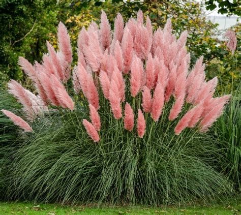 Pink Pampas Grass ( cortaderia selloana ) | New Life Nursery