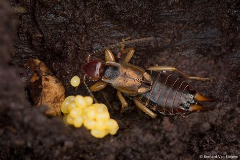 Common Earwig with Eggs | Bernard Van Elegem