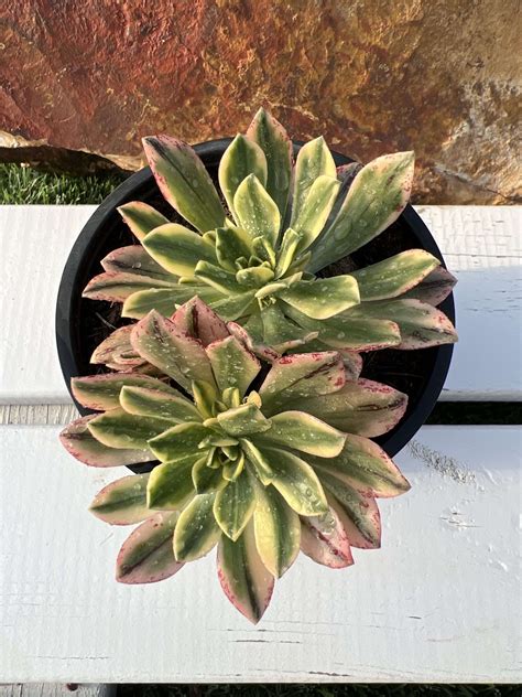 Aeonium bronze medal variegated - Suculentitis.com