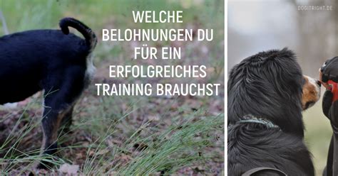 Welche Belohnungen Du F R Ein Erfolgreiches Training Brauchst