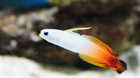 20 Best Saltwater Fish For Nano Reef Tanks