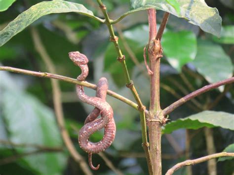 Img7234 Malabar Pit Viper Hornbills Nest 181023 Deepa Mohan Flickr