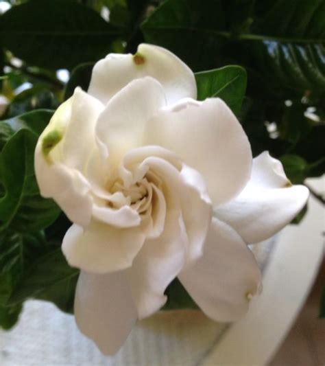 The First Bloom From My Gardenia Bush It Smells Like Heaven