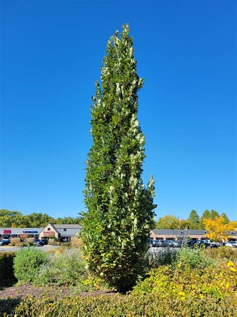 Quercus Robur ‘fastigiata’ - Columnar English Oak | Brandywine Trees