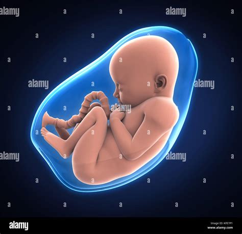 L Anatomia Dell Utero Gravido Umano Immagini E Fotografie Stock Ad Alta