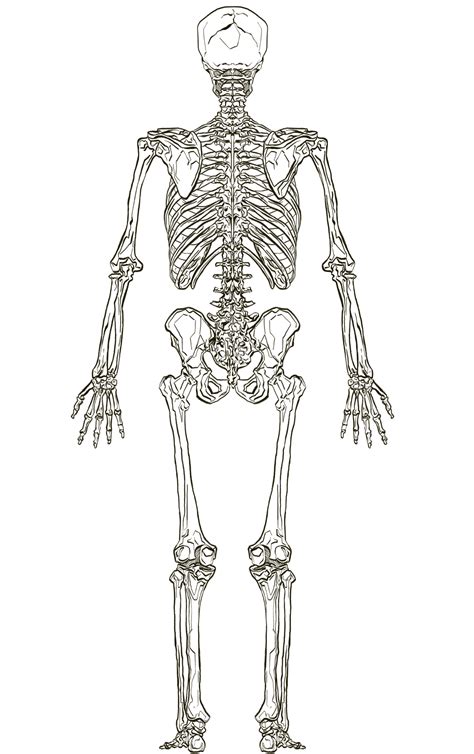 Tutorial On Drawing Anatomical Structures Anatomy And Physiology