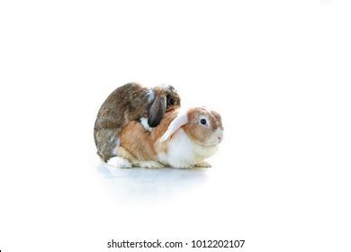 Rabbit Mating Royalty Free Images Stock Photos Pictures Shutterstock