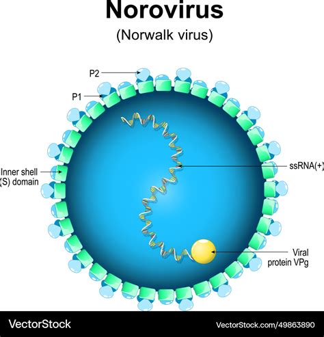 Norovirus Structure Close Up Of A Virion Anatomy Vector Image