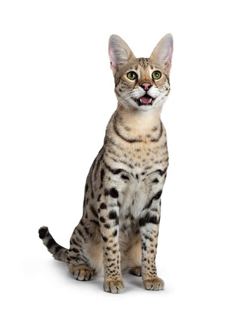 Savannah Cat Breed: Size, Appearance & Personality