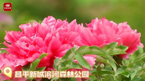 “唯有牡丹真国色，花开时节动京城 ”滨河公园牡丹、芍药渐入观赏期北京时间